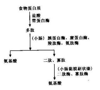 駱駝奶粉